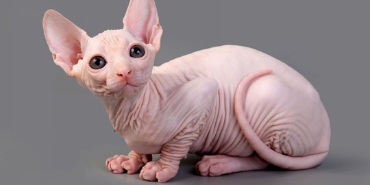 Karakteristik Kucing Sphynx dan Fakta Uniknya, Perlu Diketahui