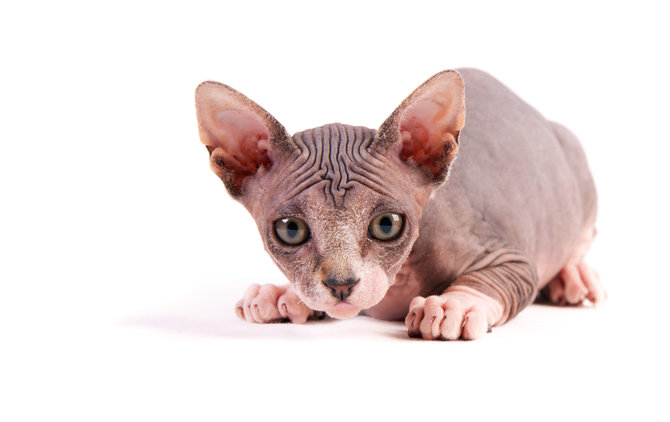 ilustrasi kucing sphynx