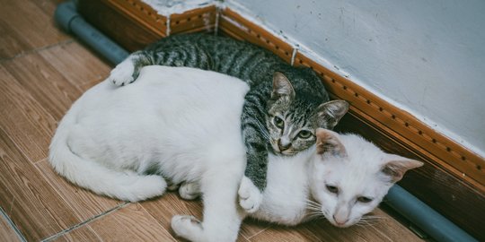 Perawatan Anak Kucing Kampung agar Tumbuh Sehat, Perhatikan Makanannya