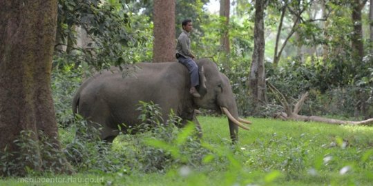 Gajah Liar Digiring dari Pesantren Umar bin Khattab Riau ke Habitat