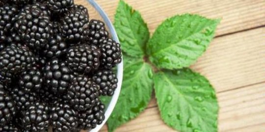 6 Manfaat Buah Blackberry bagi Kesehatan, Kaya Nutrisi dan Baik untuk Otak