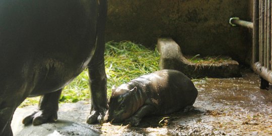 Gemasnya Tiga Bayi Satwa di Bali Safari Lahir Jelang Tutup Tahun