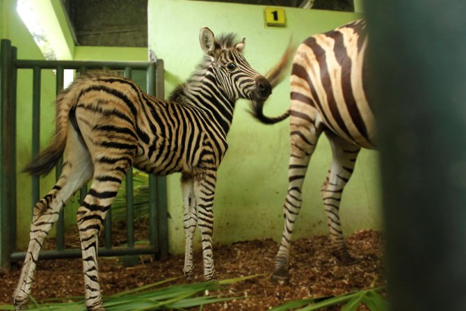 bayi bayi satwa yang lahir di bali safari park