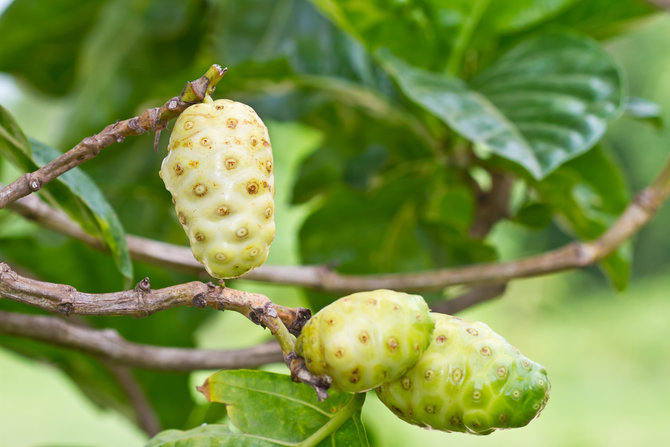 mengkudu noni