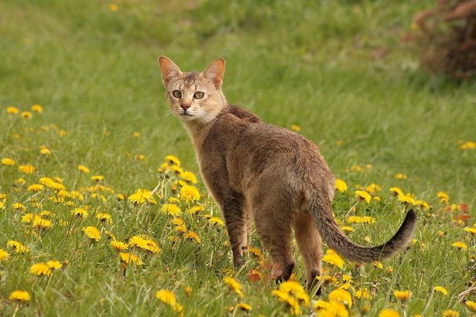 kucing besar