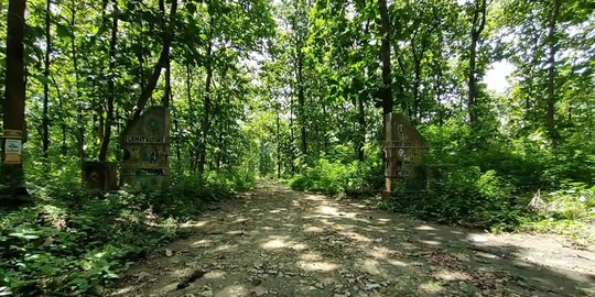 Potret Kampung Tersembunyi di Tengah Hutan Jati Lamongan, Gapura Masuk Curi Perhatian