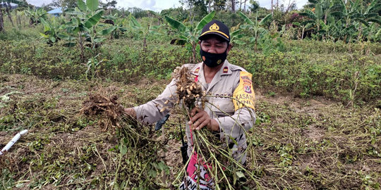 Satgas Binmas Noken Panen Raya Bersama Petani Kacang Tahan di Mamberamo Tengah