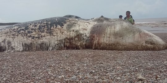 Bangkai Ikan Paus 12 Meter Ditemukan Membusuk di Pantai Sulamu Kupang