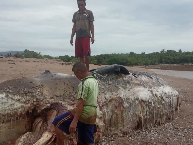 bangkai ikan paus 12 meter ditemukan membusuk di pantai sulamu kupang