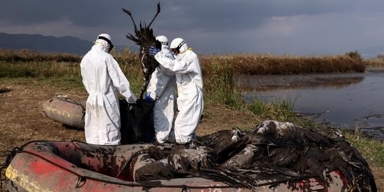 Ribuan Bangau di Israel Mati Karena Flu Burung