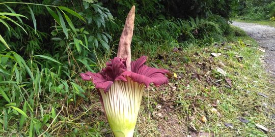 Bunga Bangkai Raksasa Mekar di Pinggir Jalan Simalungun