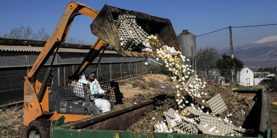 Israel Buang Ribuan Telur Ayam dari Peternakan yang Terpapar Flu Burung