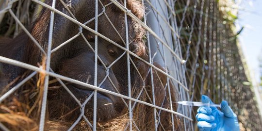 Orang Utan Kalimantan hingga Harimau Bengal Disuntik Vaksin Covid-19 di Chile