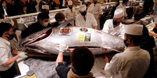 Wujud Tuna Seberat 211 Kg yang Terjual Rp2 Miliar di Jepang