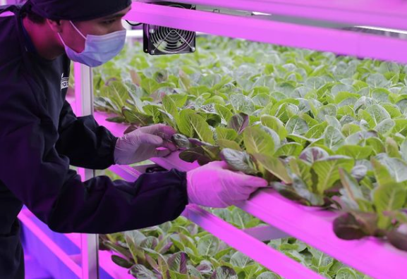 vertical farm depok