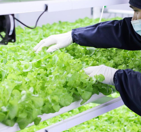 vertical farm depok