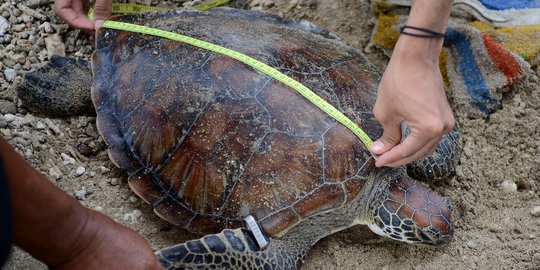 33 Ekor Penyu Hijau Selundupan Dilepas di Pantai Kuta Bali