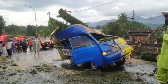 Pohon Tumbang di Tasik Timpa Mobil, Sopirnya sampai Pingsan