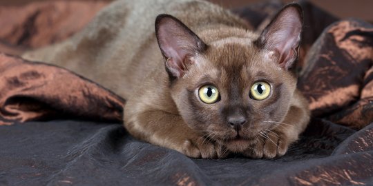 Kucing Keluar Cairan Kuning dari Dubur Bisa Jadi Tanda Penyakit, Ketahui Ciri Lainnya