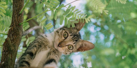Cara agar Kucing Tidak Hamil, Perhatikan Masa Berahinya