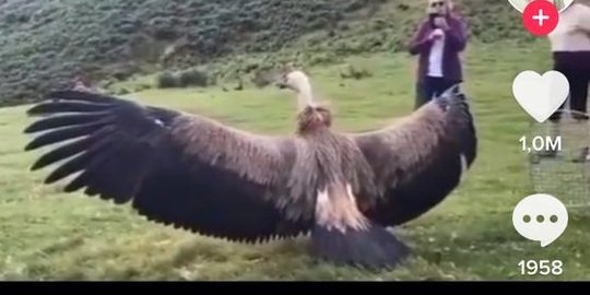 CEK FAKTA: Tidak Benar Video Penampakan Burung Garuda