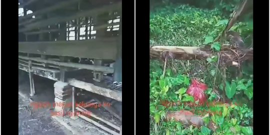 Hanya Sisakan Jeroan, Ini 3 Fakta Pencurian 8 Kambing di Depok yang Gegerkan Warga