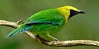 Nasib Ribuan Burung Kalimantan Diselundupkan di Kapal, Ditaruh Kardus dan Keranjang