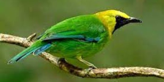 Nasib Ribuan Burung Kalimantan Diselundupkan di Kapal, Ditaruh Kardus dan Keranjang