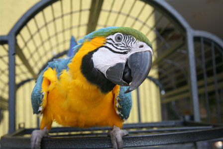 burung beo