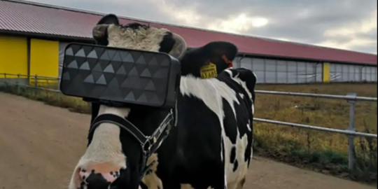 Produksi Susu Meningkat saat Sapi Dipakaikan Kacamata VR