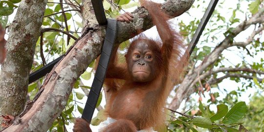 Diresmikan Wamen LHK, Kini Sumut Punya Pusat Penyelamatan Orang Utan Baru