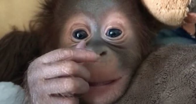 bayi orang utan di gembira loka zoo