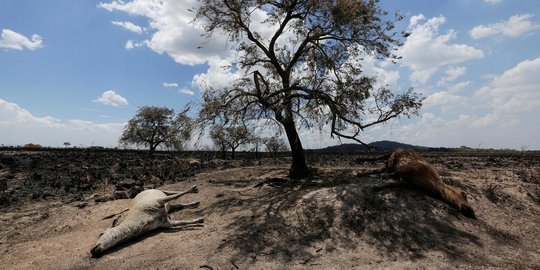 Puluhan Hewan Ternak Tewas Akibat Kebakaran Hutan di Paraguay