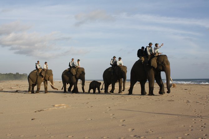 ilustrasi gajah sumatra