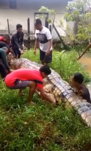 buaya tertua di kalteng mati karena tak mau makan