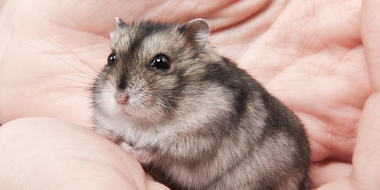 Hong Kong Musnahkan Ribuan Ekor Hamster Setelah Pegawai Toko Hewan Terinfeksi Covid