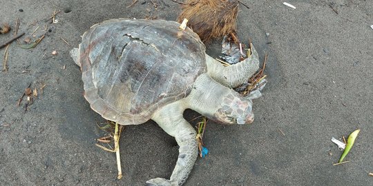 Penyu Ditemukan Mati dengan Mulut Penuh Sampah Plastik di Pantai Cangkring Bantul