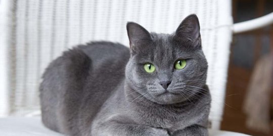 Harga Kucing Russian Blue untuk Diadopsi, Ketahui Cara Merawatnya