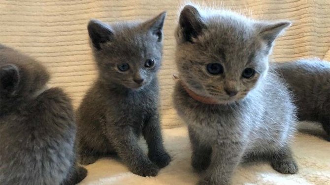 Harga Kucing Russian Blue untuk Diadopsi, Ketahui Cara Merawatnya