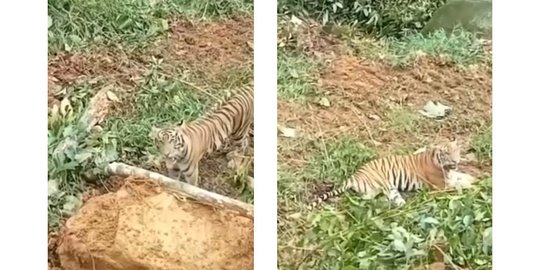 Viral, Harimau Sumatera Hadang Alat Berat Untuk Buka Lahan