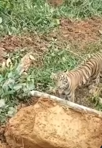 harimau sumatera hadang alat berat untuk buka lahan