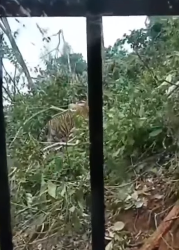 harimau sumatera hadang alat berat untuk buka lahan
