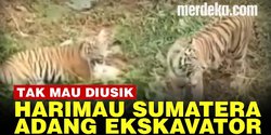 VIDEO: Lihat Harimau Adang Ekskavator, Ini Reaksi Eks Menteri KKP Susi Pudjiastuti