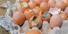 Warga Babakan Madang Dapat Bansos Telur Tak Layak, Isinya Busuk & Ada Cangkang Kosong