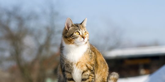 Makanan Kucing Menyusui yang Bernutrisi, Beserta Cara Perawatannya