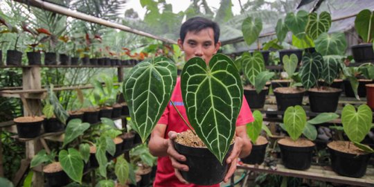 Menengok Budidaya Tanaman Hias yang Terjual Sampai Luar Negeri