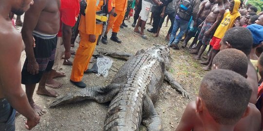 Potong Tubuh Warga yang Diduga Hilang Ditemukan Dalam Perut Buaya Sepanjang 7 Meter