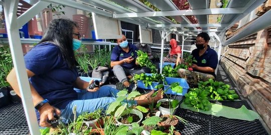 BRI Jadikan Kelompok Wanita Tani Hidroponik di Bali Jadi Percontohan