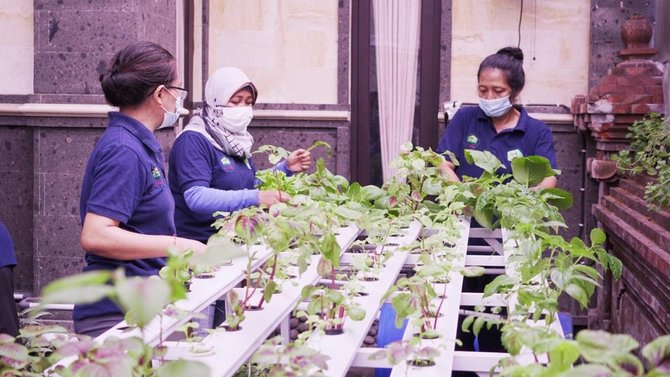 bri jadikan kelompok wanita tani hidroponik di bali jadi percontohan