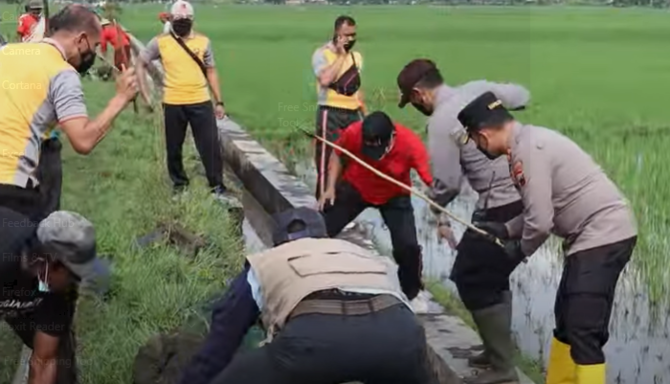 polres sukoharjo gropyokan hama tikus bareng petani
